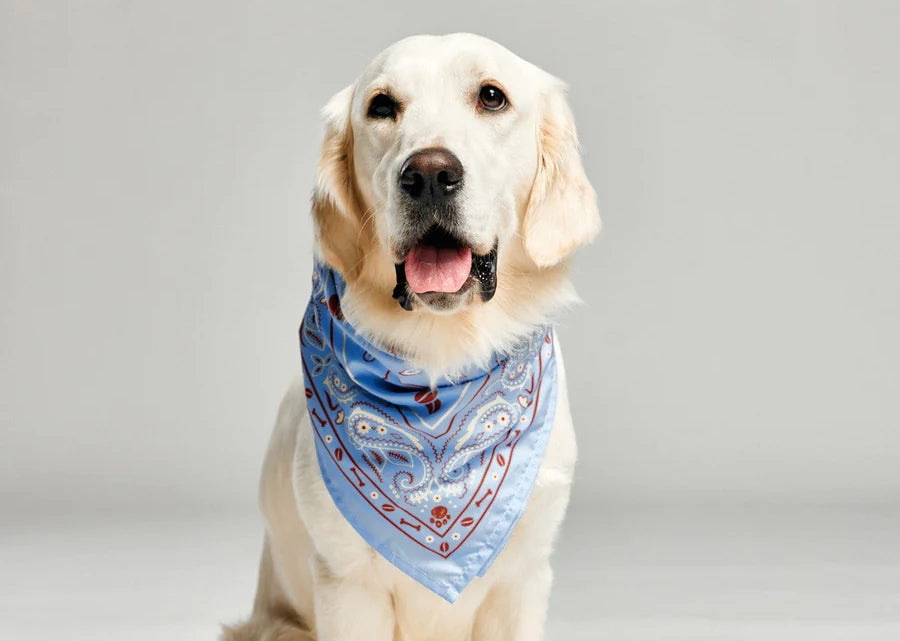 A lab breed dog wears a blue bandana