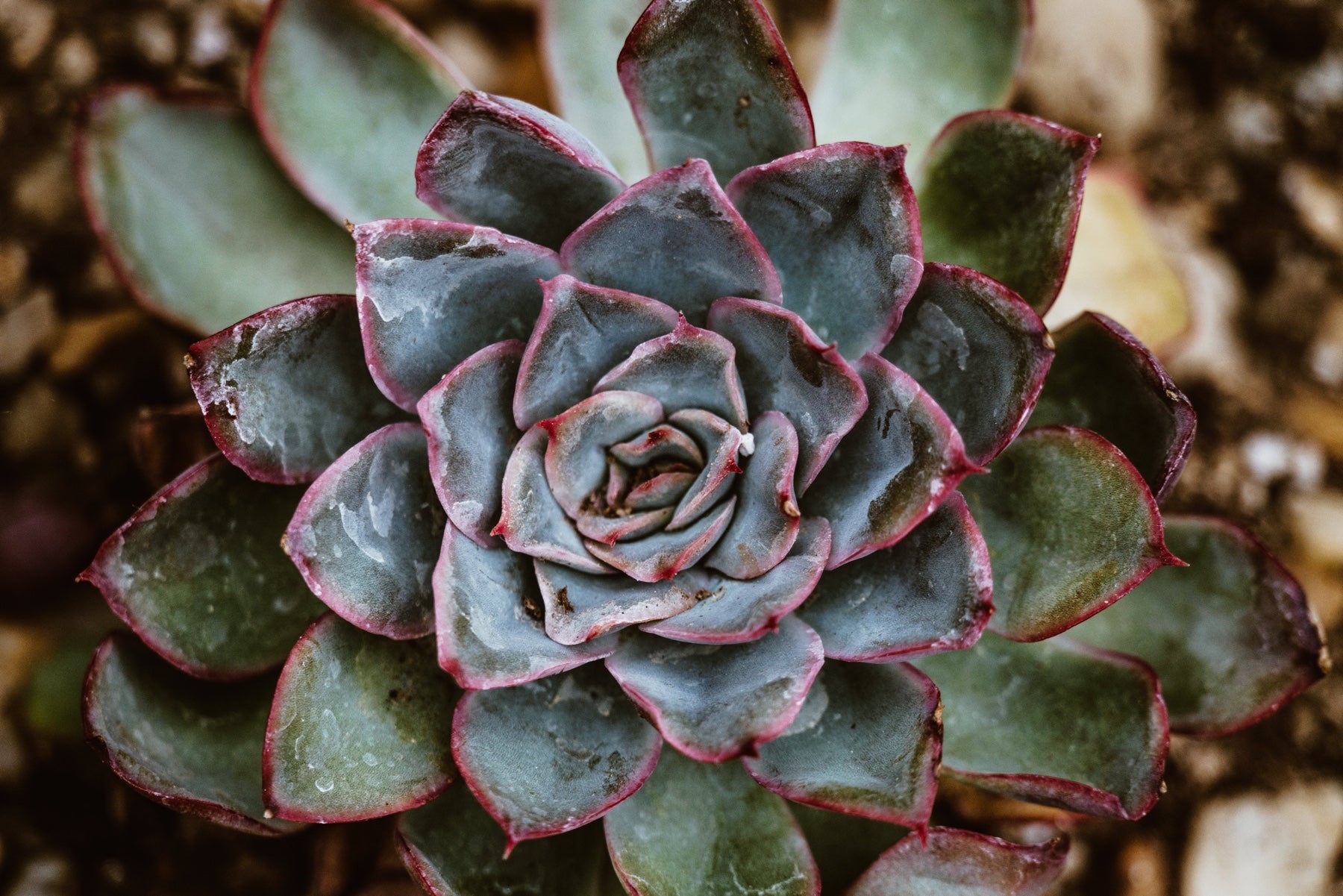 Close up detail of a purple and green succulent plant