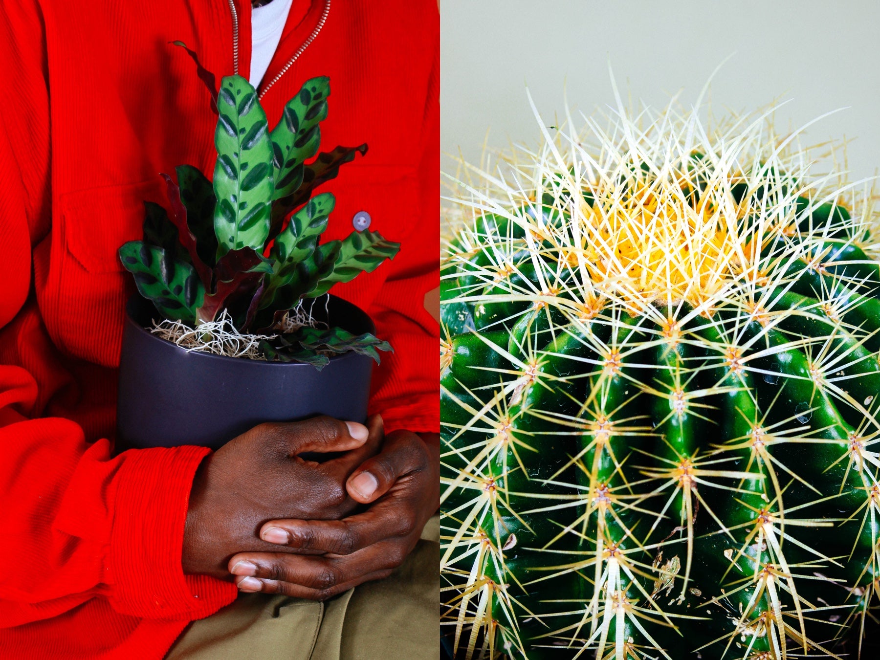 Side by side photos of plants: person holds a potted plant on the left, close up of cactus on the right