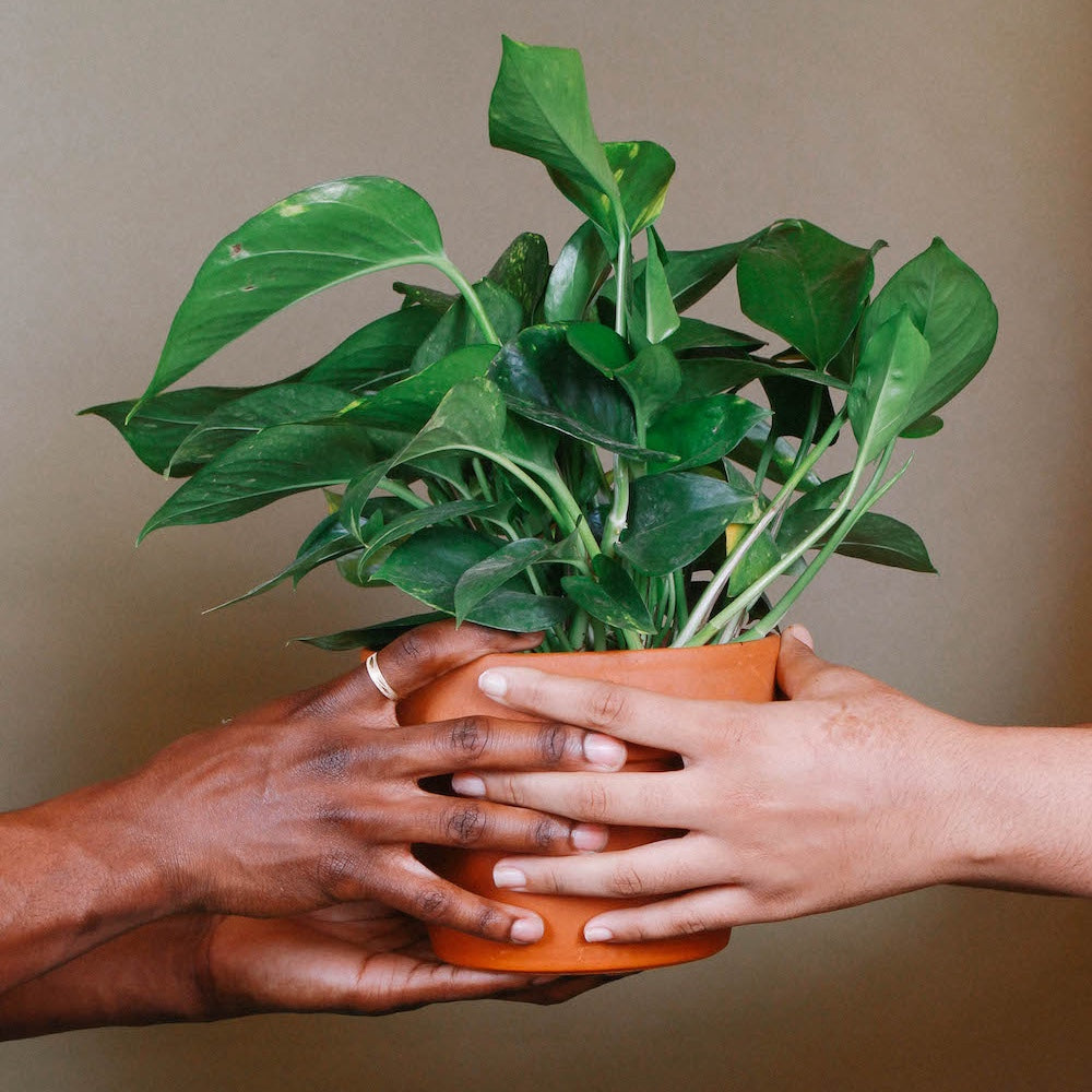 Two people hold one plant in a terracotta pot