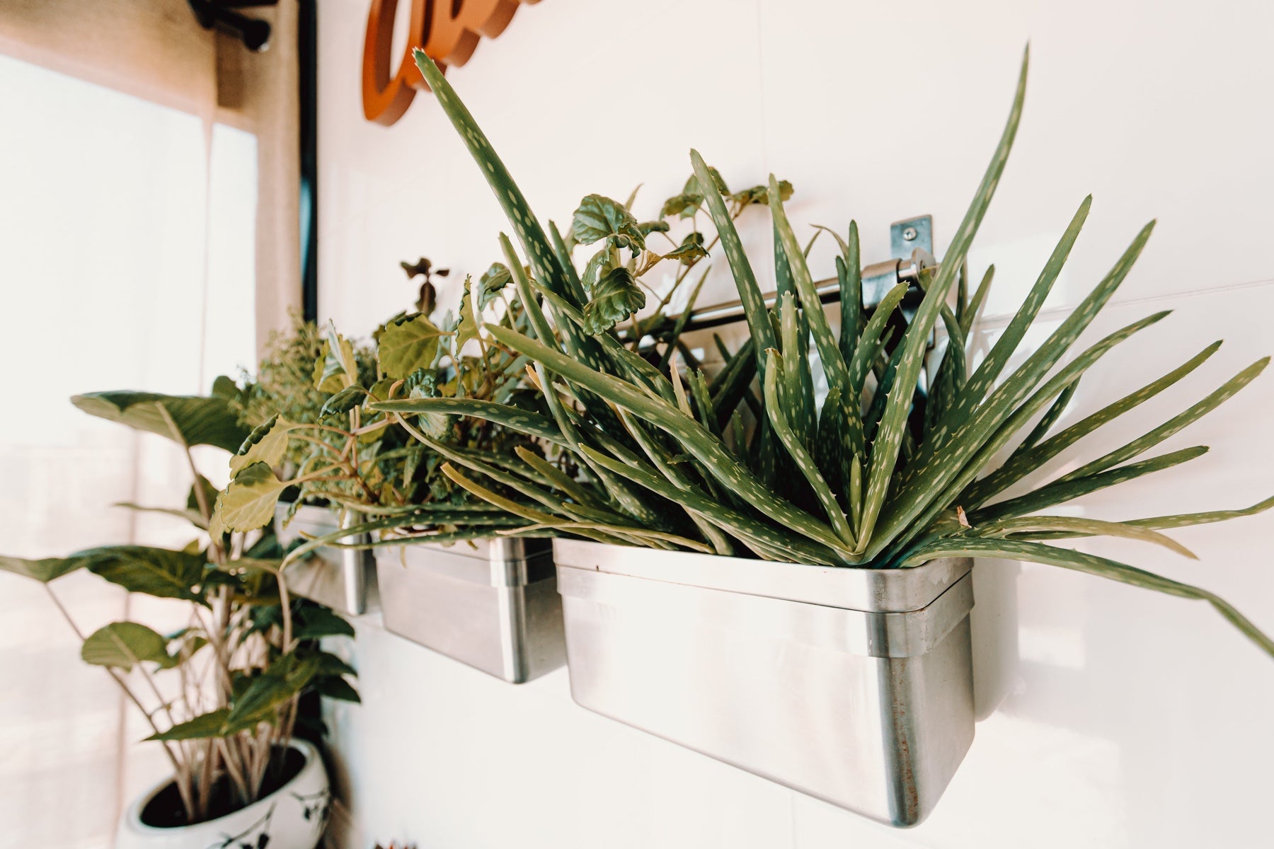 Plants sit in a hanging planter on a wall