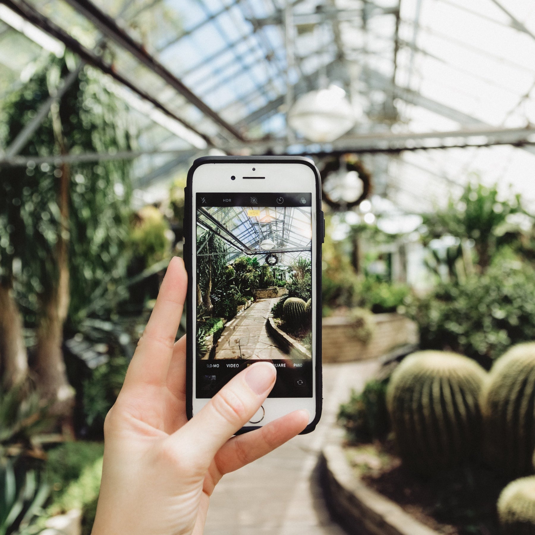 A hand holds a smartphone and takes a photo of a greenhouse