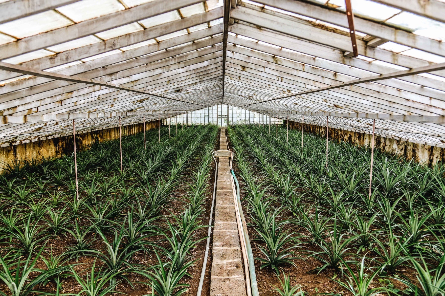 Wide shot of the inside of a greenhouse filled with lush greenery