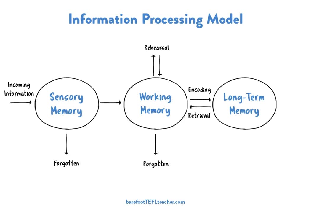7×7 rule PowerPoint brain processing model